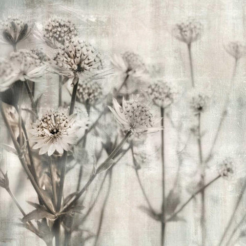 Natural Ones I White Modern Wood Framed Art Print by Weisz, Irene