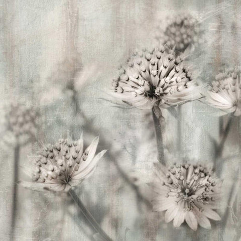 Natural Ones II Black Modern Wood Framed Art Print with Double Matting by Weisz, Irene