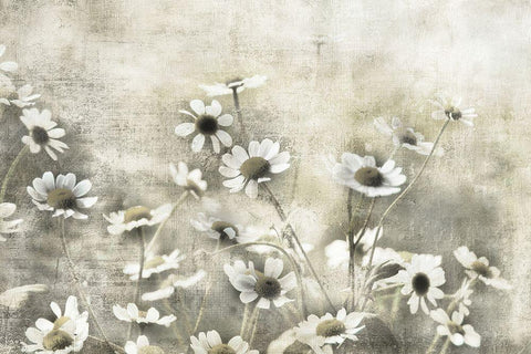 Wild Daisy Meadow I White Modern Wood Framed Art Print with Double Matting by Weisz, Irene