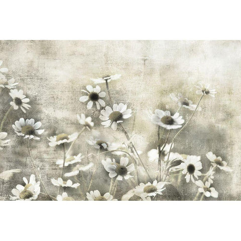 Wild Daisy Meadow I Black Modern Wood Framed Art Print with Double Matting by Weisz, Irene