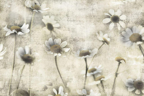 Wild Daisy Meadow II Black Ornate Wood Framed Art Print with Double Matting by Weisz, Irene