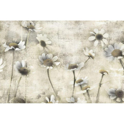 Wild Daisy Meadow II White Modern Wood Framed Art Print by Weisz, Irene