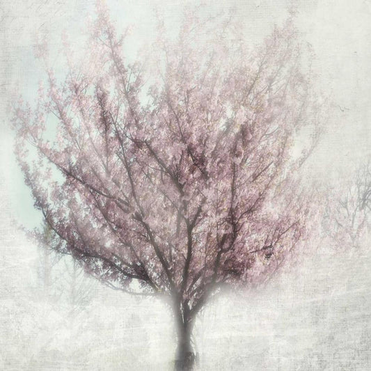 Image Only
