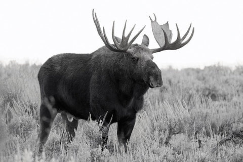 Grand Teton Bull Moose White Modern Wood Framed Art Print with Double Matting by Wild, JandJ
