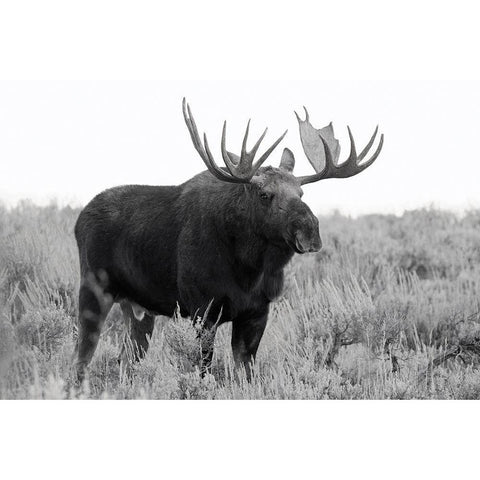 Grand Teton Bull Moose White Modern Wood Framed Art Print by Wild, JandJ