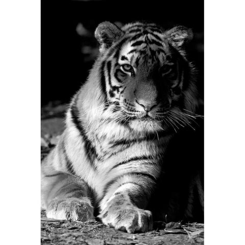 Tiger Repose White Modern Wood Framed Art Print by Delimont, Danita