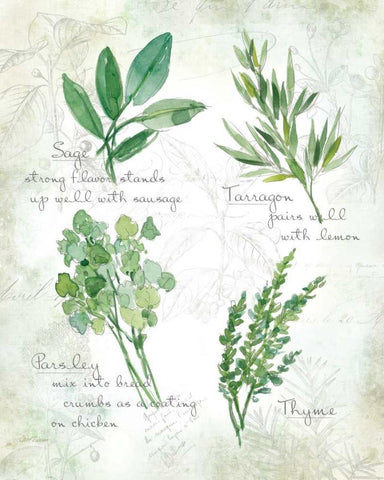 Fresh Herbs II White Modern Wood Framed Art Print with Double Matting by Robinson, Carol