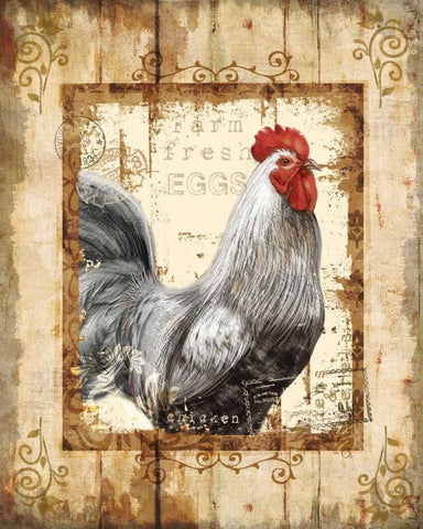 Farm Fresh Rooster White Modern Wood Framed Art Print with Double Matting by Knutsen, Conrad