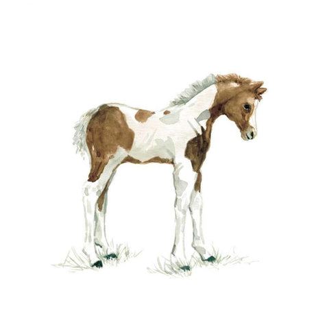 Baby Colt White Modern Wood Framed Art Print by Robinson, Carol