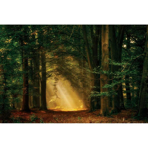 Shine On Black Modern Wood Framed Art Print by Van de Goor, Lars