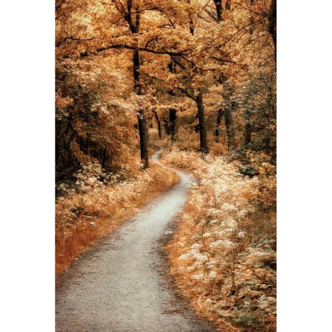 Winding Path Black Modern Wood Framed Art Print with Double Matting by Van de Goor, Lars