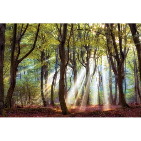 Majestic Black Modern Wood Framed Art Print by Van de Goor, Lars