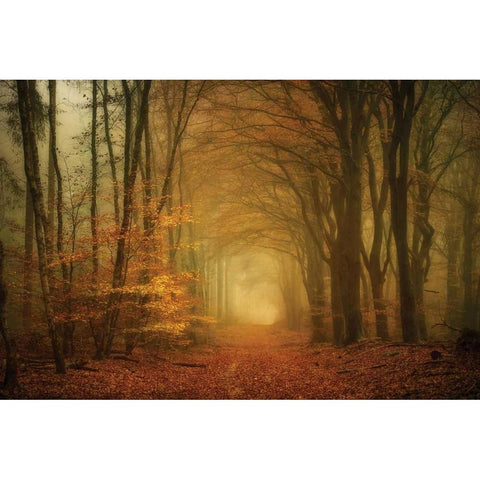 Early Light Black Modern Wood Framed Art Print with Double Matting by Van de Goor, Lars