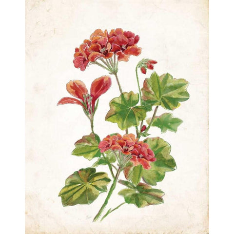 Scarlet Botanical II Gold Ornate Wood Framed Art Print with Double Matting by Nan