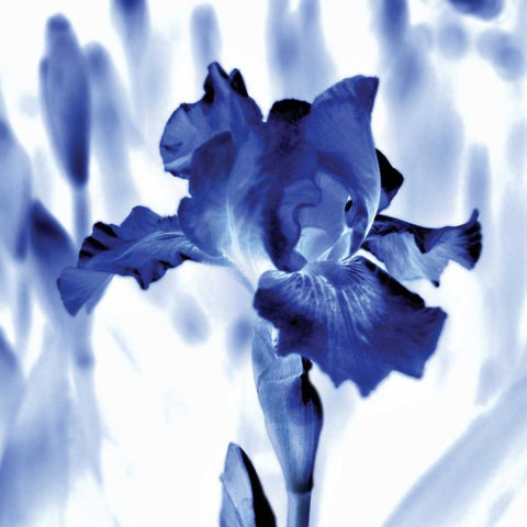 Blue Ice Iris Black Ornate Wood Framed Art Print with Double Matting by Donovan, Kelly