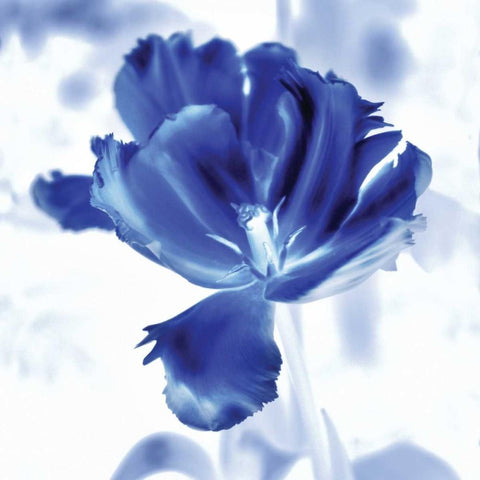 Blue Ice Tulip Black Modern Wood Framed Art Print with Double Matting by Donovan, Kelly
