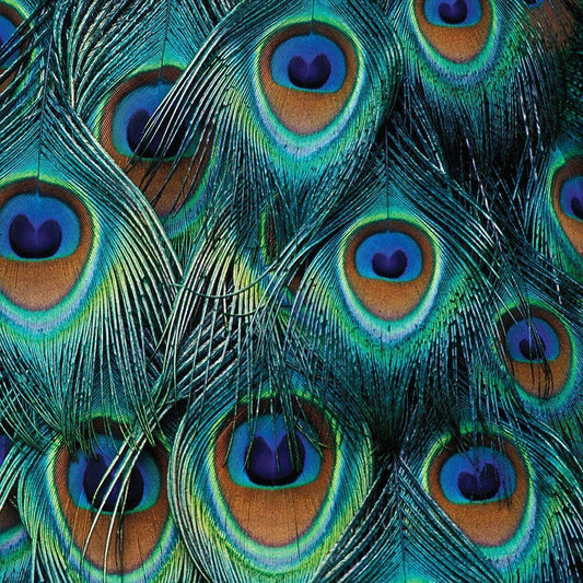 Image Only