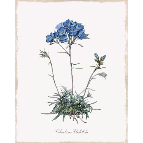 Caladrinia White Modern Wood Framed Art Print by Donovan, Kelly