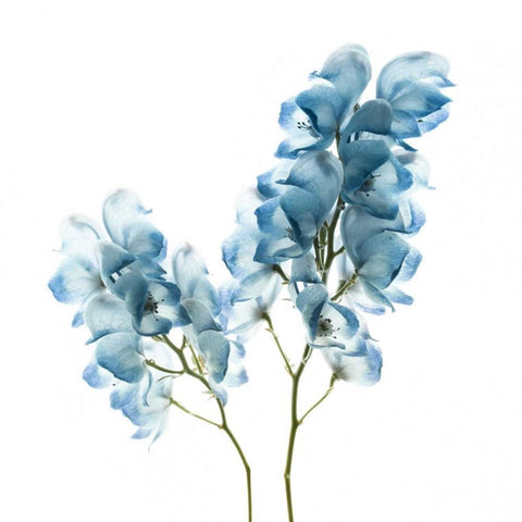 Gorgeous Blue II White Modern Wood Framed Art Print with Double Matting by Delimont, Danita
