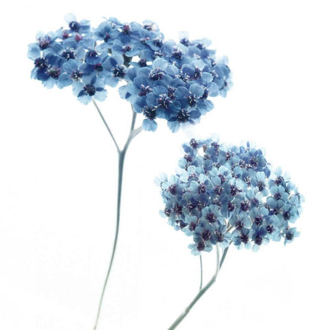 Gorgeous Blue III White Modern Wood Framed Art Print with Double Matting by Delimont, Danita