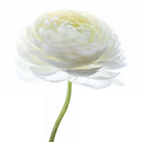 White Beauty I Black Modern Wood Framed Art Print by Delimont, Danita