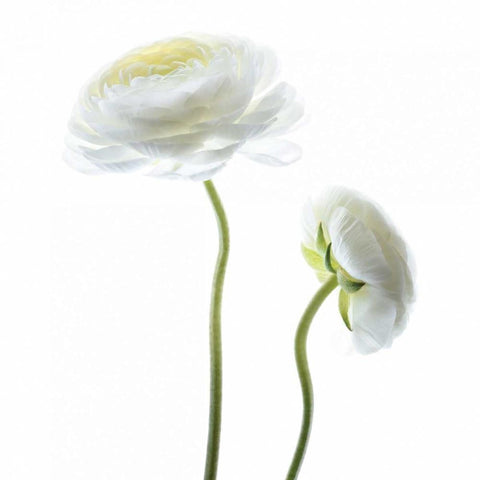 White Beauty III White Modern Wood Framed Art Print with Double Matting by Delimont, Danita