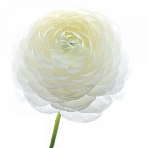 White Beauty IV White Modern Wood Framed Art Print with Double Matting by Delimont, Danita