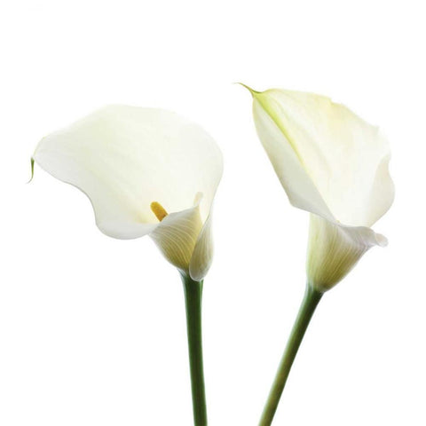 White Beauty V Black Modern Wood Framed Art Print with Double Matting by Delimont, Danita