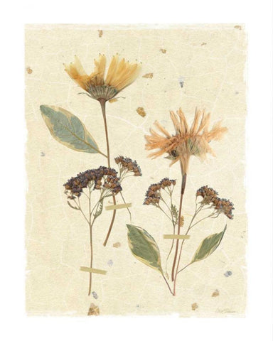 Pressed Daisies White Modern Wood Framed Art Print with Double Matting by Robinson, Carol