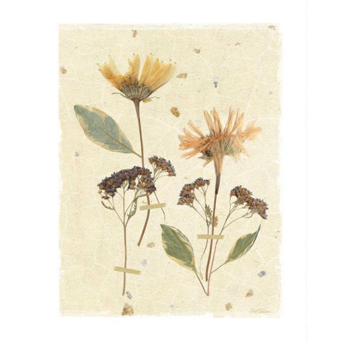 Pressed Daisies Black Modern Wood Framed Art Print with Double Matting by Robinson, Carol