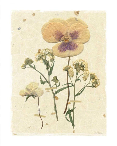 Pressed Pansy White Modern Wood Framed Art Print with Double Matting by Robinson, Carol