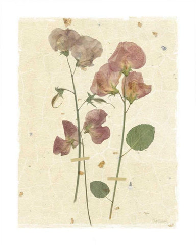 Pressed Sweetpea White Modern Wood Framed Art Print with Double Matting by Robinson, Carol