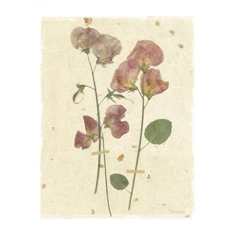 Pressed Sweetpea Gold Ornate Wood Framed Art Print with Double Matting by Robinson, Carol