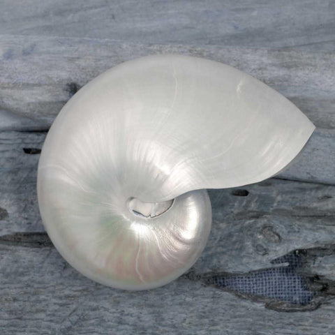 Driftwood Shell I Black Modern Wood Framed Art Print by Delimont, Danita