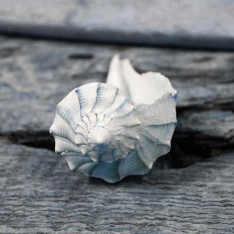 Driftwood Shell II Black Ornate Wood Framed Art Print with Double Matting by Delimont, Danita