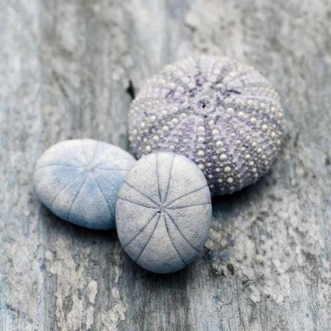 Driftwood Shell III White Modern Wood Framed Art Print with Double Matting by Delimont, Danita