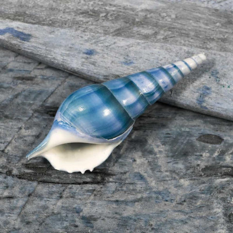 Driftwood Shell V White Modern Wood Framed Art Print by Delimont, Danita