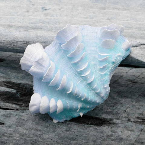 Driftwood Shell VI White Modern Wood Framed Art Print with Double Matting by Delimont, Danita