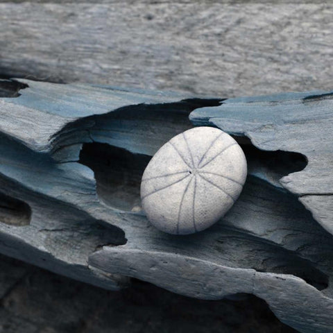 Driftwood Shell VIII Black Modern Wood Framed Art Print by Delimont, Danita