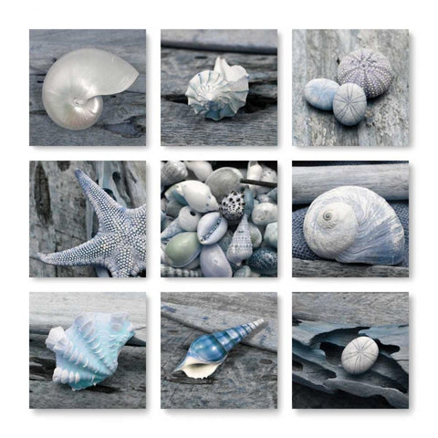Driftwood Shell Black Modern Wood Framed Art Print with Double Matting by Delimont, Danita