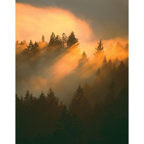 Morning Amber Black Modern Wood Framed Art Print by Delimont, Danita