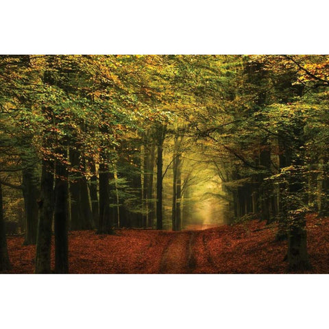 A Forest Path Gold Ornate Wood Framed Art Print with Double Matting by Van de Goor, Lars