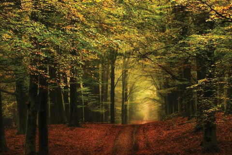 A Forest Path White Modern Wood Framed Art Print with Double Matting by Van de Goor, Lars