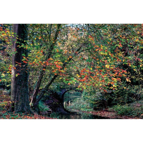 Beech and Bridge Black Modern Wood Framed Art Print by Van de Goor, Lars
