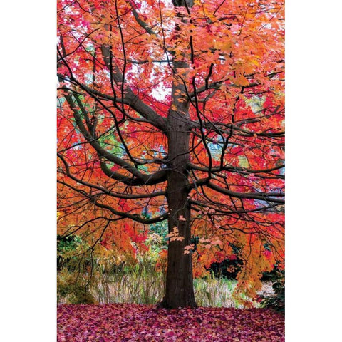 Marvelous Maple Gold Ornate Wood Framed Art Print with Double Matting by Van de Goor, Lars