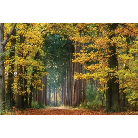 Yellow Gate Black Modern Wood Framed Art Print by Van de Goor, Lars