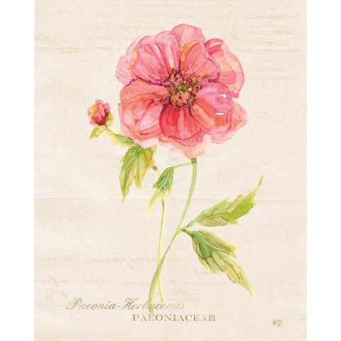 Botanical Peony Gold Ornate Wood Framed Art Print with Double Matting by Robinson, Carol