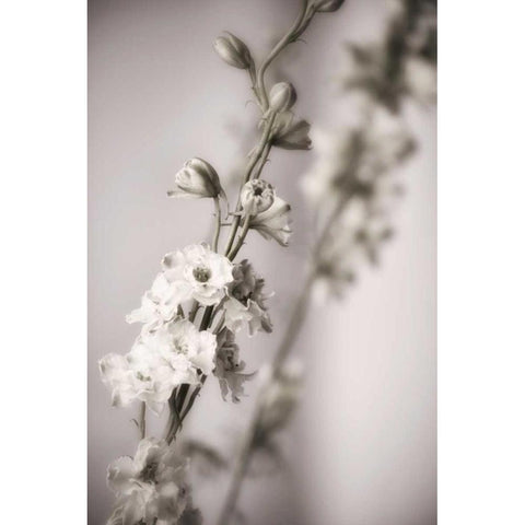 Jardin dArgent I White Modern Wood Framed Art Print by Delimont, Danita
