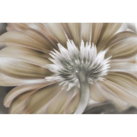 Dreamin Black Modern Wood Framed Art Print by Weisz, Irene