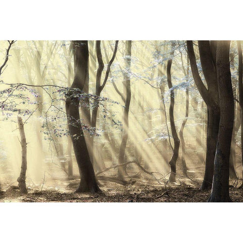 Forest White Modern Wood Framed Art Print by Van de Goor, Lars